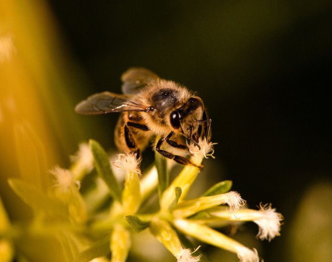 Natural botanical origin